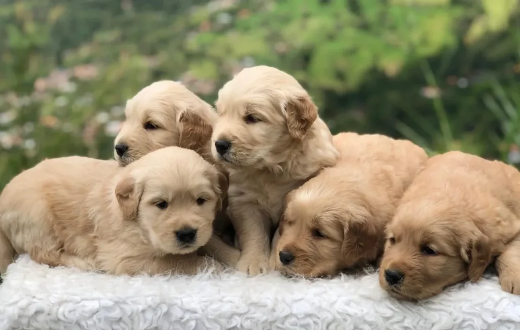 Camada de cachorros Golden Retriever claros sobre una manta blanca