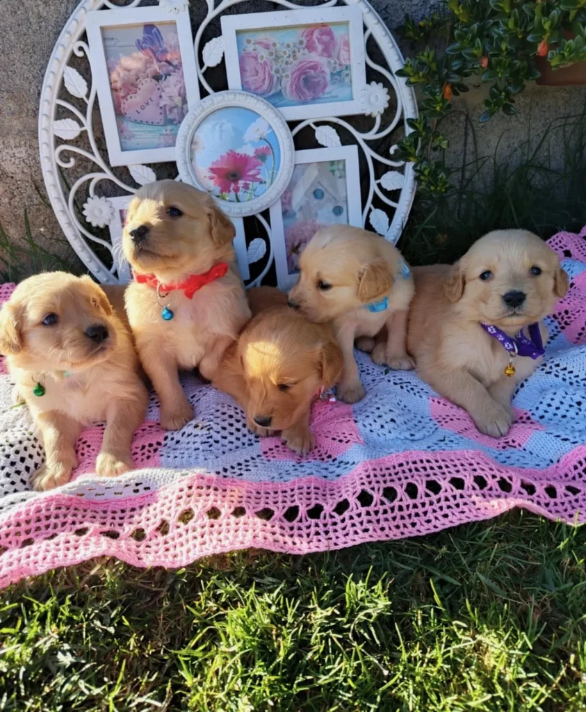 Camada de cinco cachorros Golden Retriever sobre una manta tejida