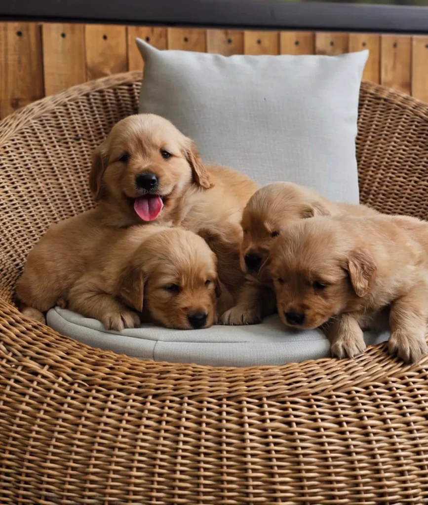 Camada de cachorros Golden Retriever en un sillón de mimbre