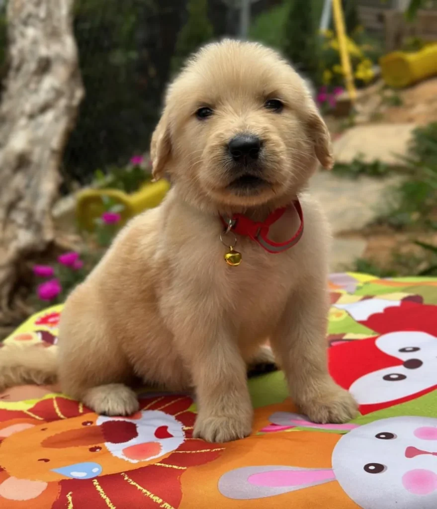 Cachorro Golden Retriever tono claro con collar rojo y cascabel