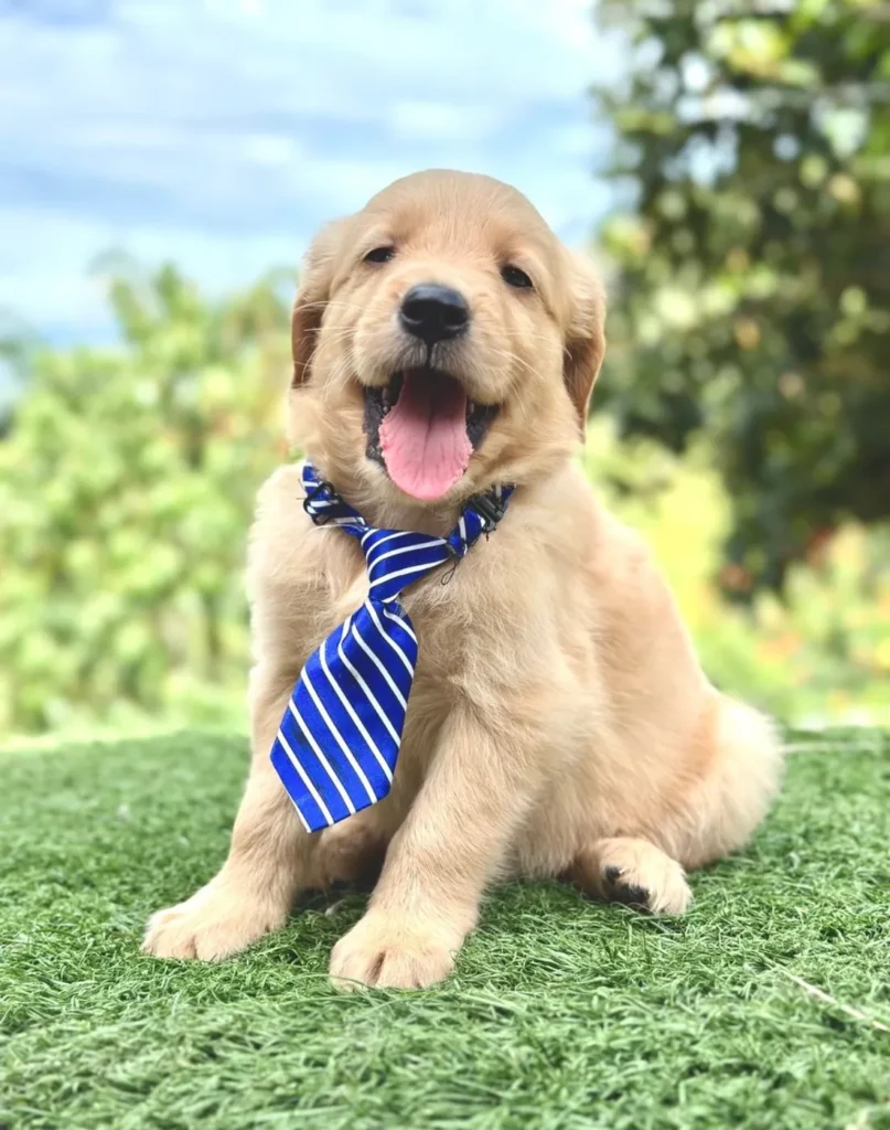 Cachorro Golden Retriever tono claro con corbata azul sobre el césped