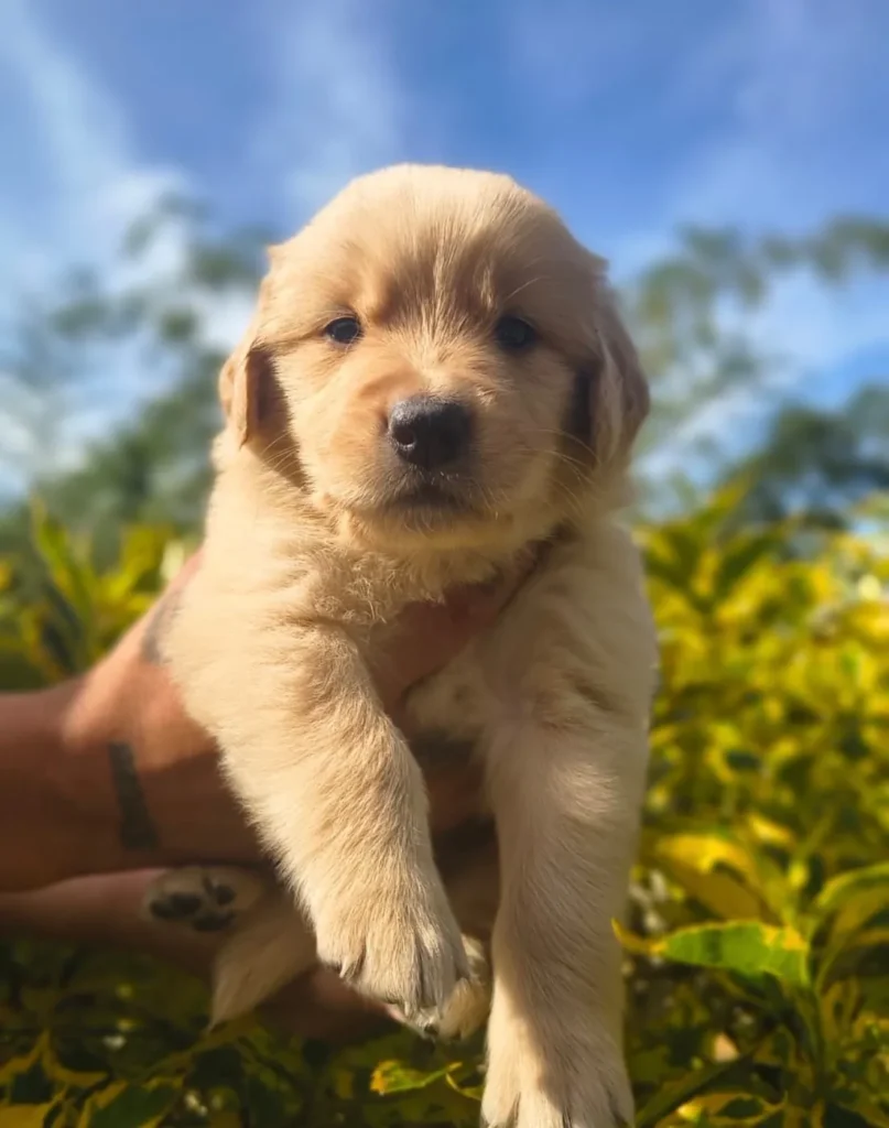 Cachorro Golden Retriever tono claro cargado en brazos