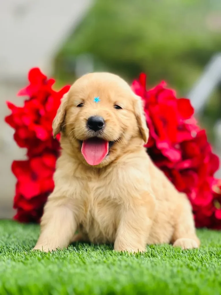 Cachorro Golden Retriever tono claro sonriendo entre flores rojas