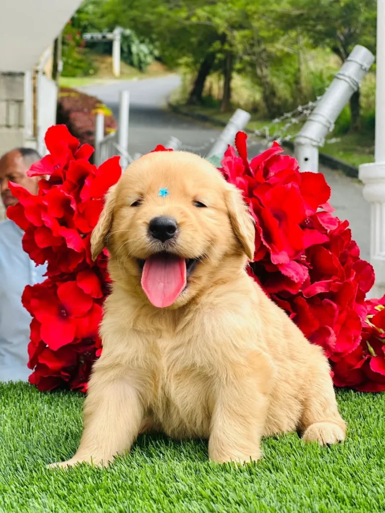 Cachorro Golden Retriever tono claro sonriendo frente a flores rojas