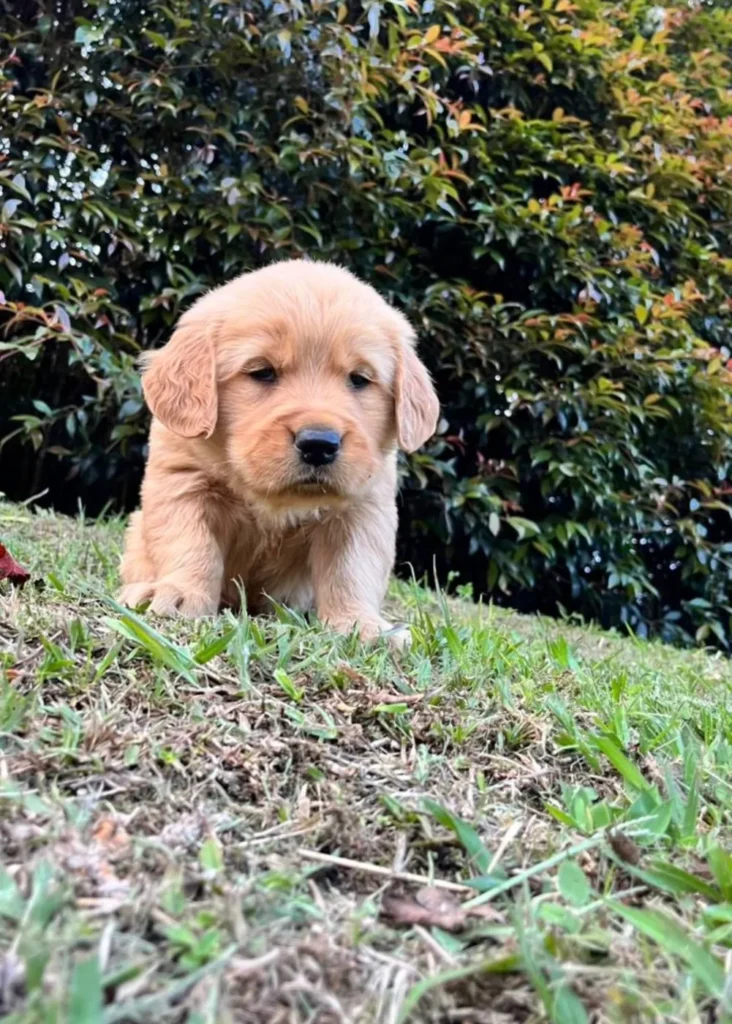 Cachorro Golden Retriever dorado caminando sobre el césped