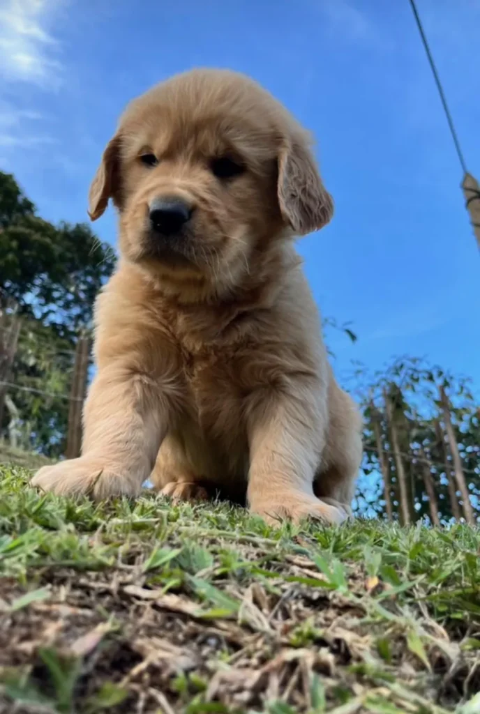 Cachorro Golden Retriever dorado visto desde abajo con cielo azul