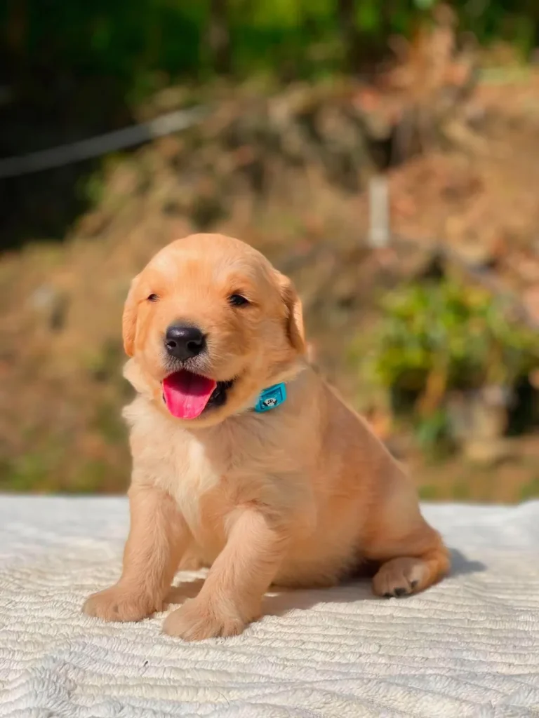Cachorro Golden Retriever dorado con collar azul y placa de hueso