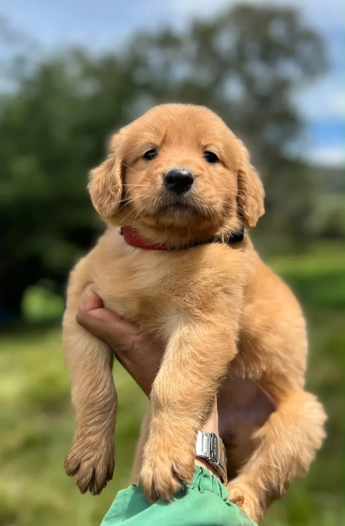 Cachorro Golden Retriever dorado cargado en brazos al aire libre