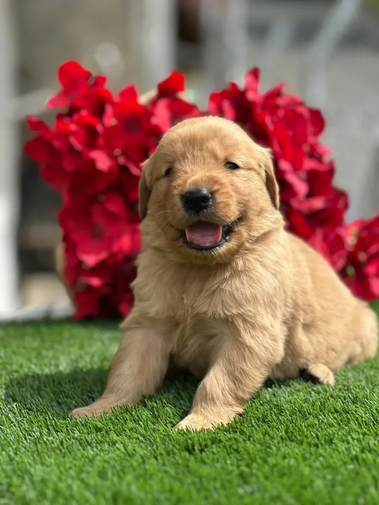 Cachorro Golden Retriever dorado sonriendo sobre el césped