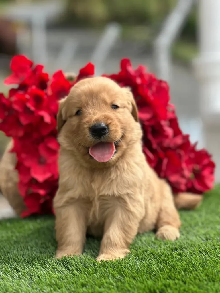 Cachorro Golden Retriever dorado con la lengua afuera entre flores