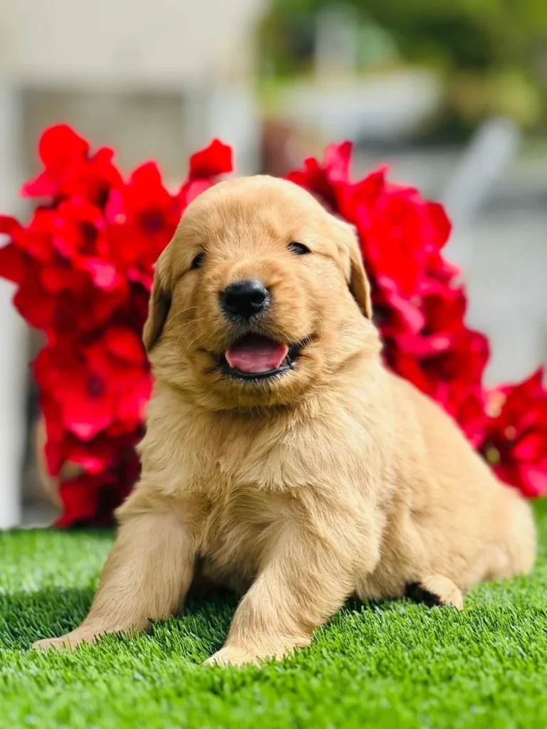 Cachorro Golden Retriever dorado sonriendo frente a flores rojas