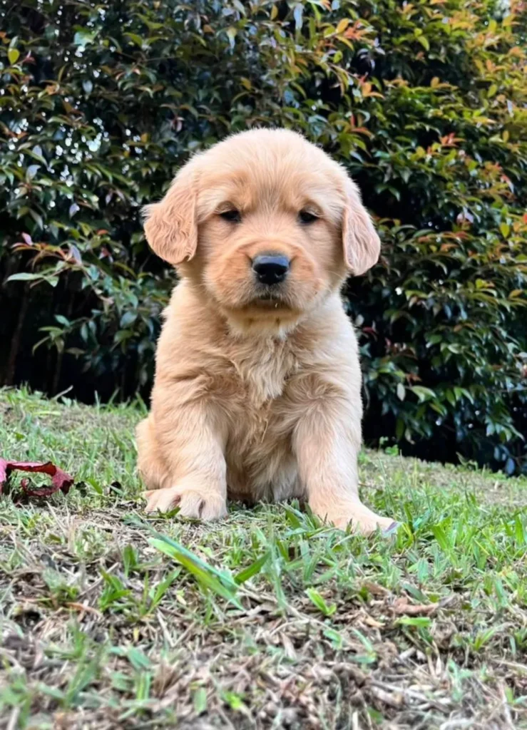 Cachorro Golden Retriever dorado sentado en el jardín