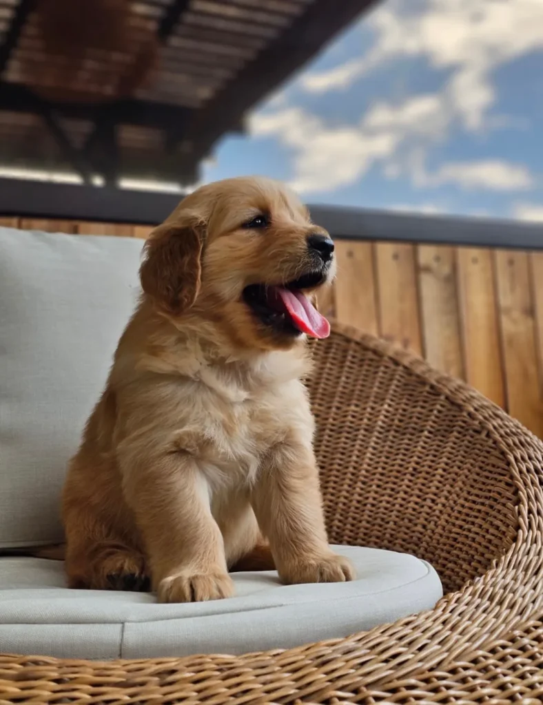 Cachorro Golden Retriever dorado de perfil en un sillón de mimbre