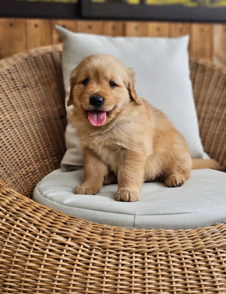Cachorro Golden Retriever dorado sentado en un sillón de mimbre