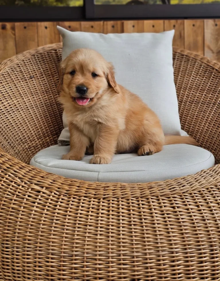 Cachorro Golden Retriever dorado en un sillón de mimbre con cojín