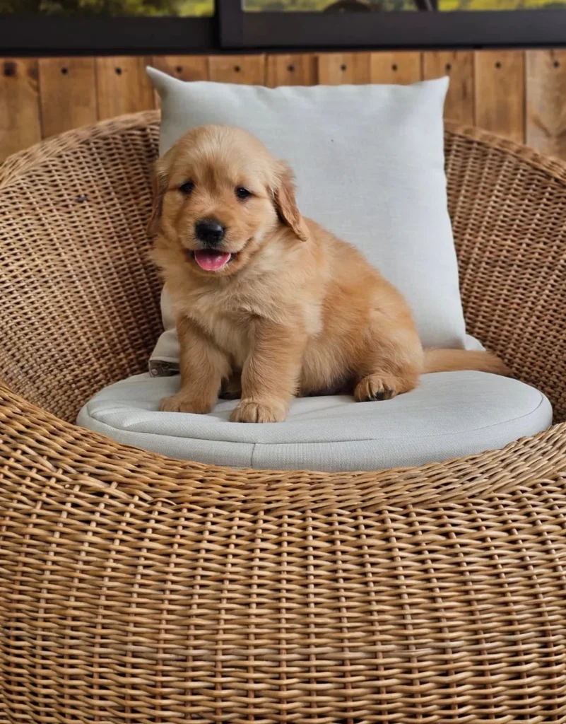 Cachorro Golden Retriever dorado en un sillón de mimbre con cojín