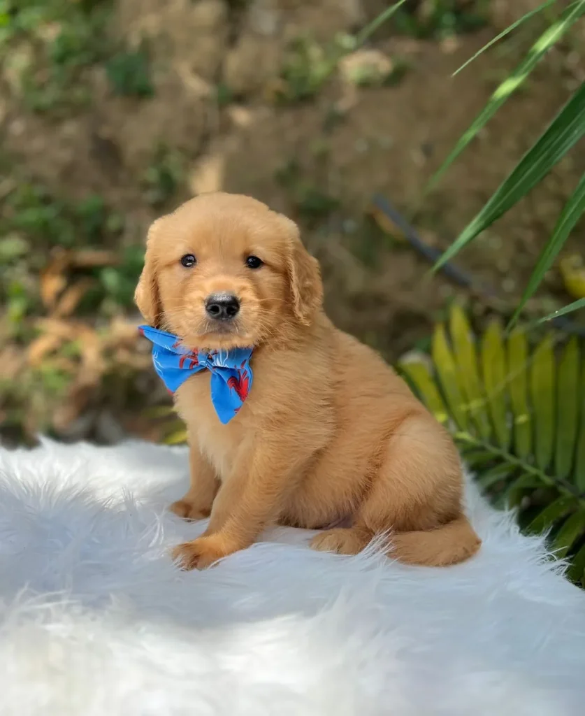 Cachorro Golden Retriever dorado con moño azul sobre piel blanca