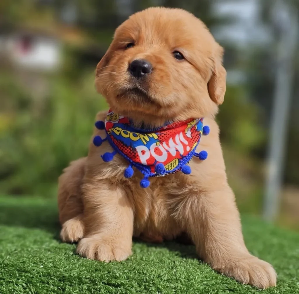 Cachorro Golden Retriever dorado con pañoleta de cómic