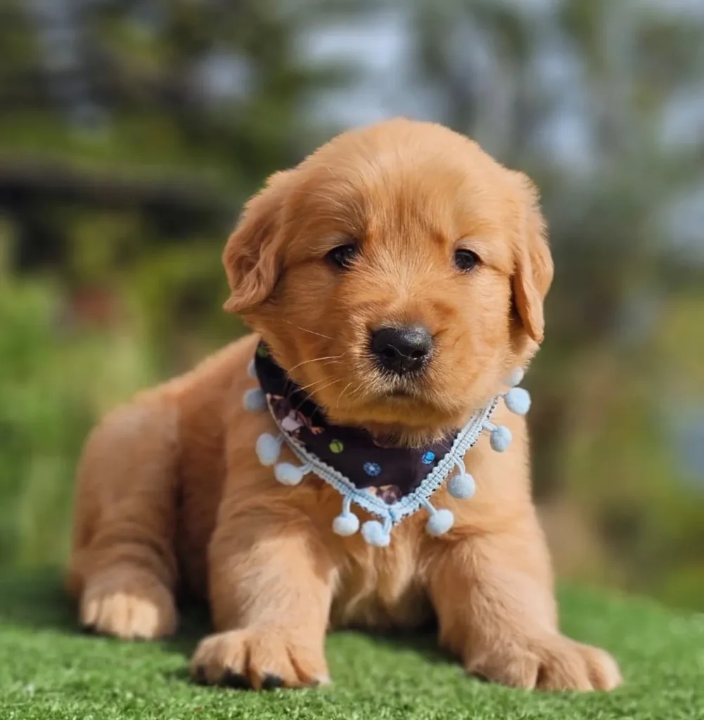 Cachorro Golden Retriever dorado con pañoleta de pompones azules