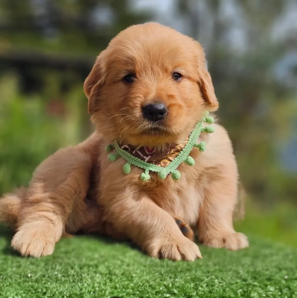Cachorro Golden Retriever dorado echado con pañoleta de pompones verdes