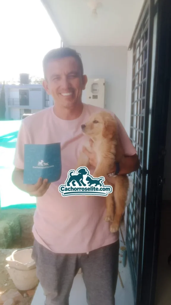 Entrega de cachorro Golden Retriever con su guía de bienvenida en casa