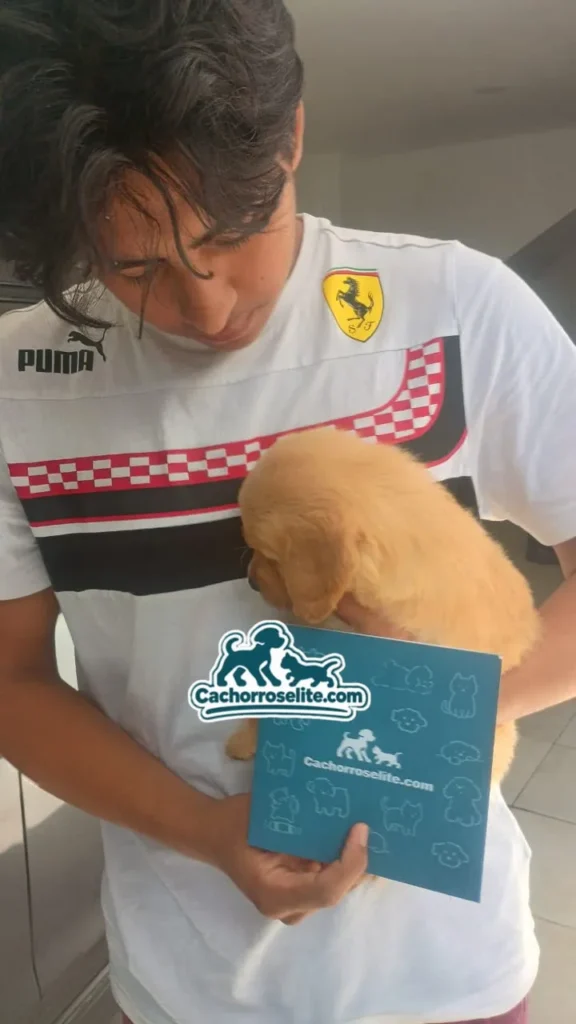 Joven recibe su cachorro Golden Retriever con la guía de bienvenida