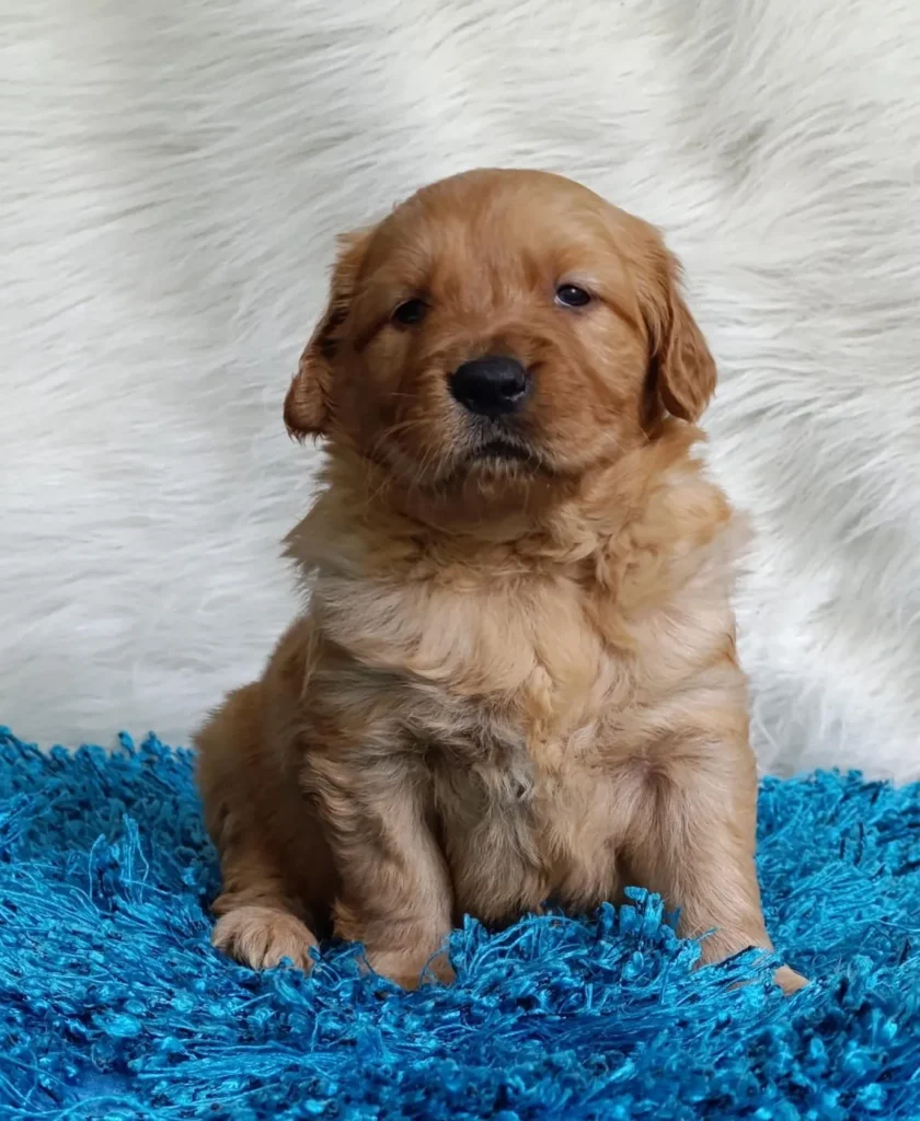 Cachorro Golden Retriever tono oscuro sobre una alfombra azul