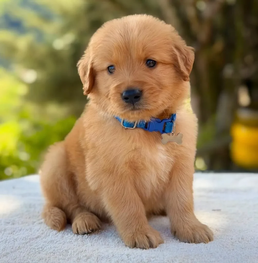 Cachorro Golden Retriever tono oscuro con collar azul