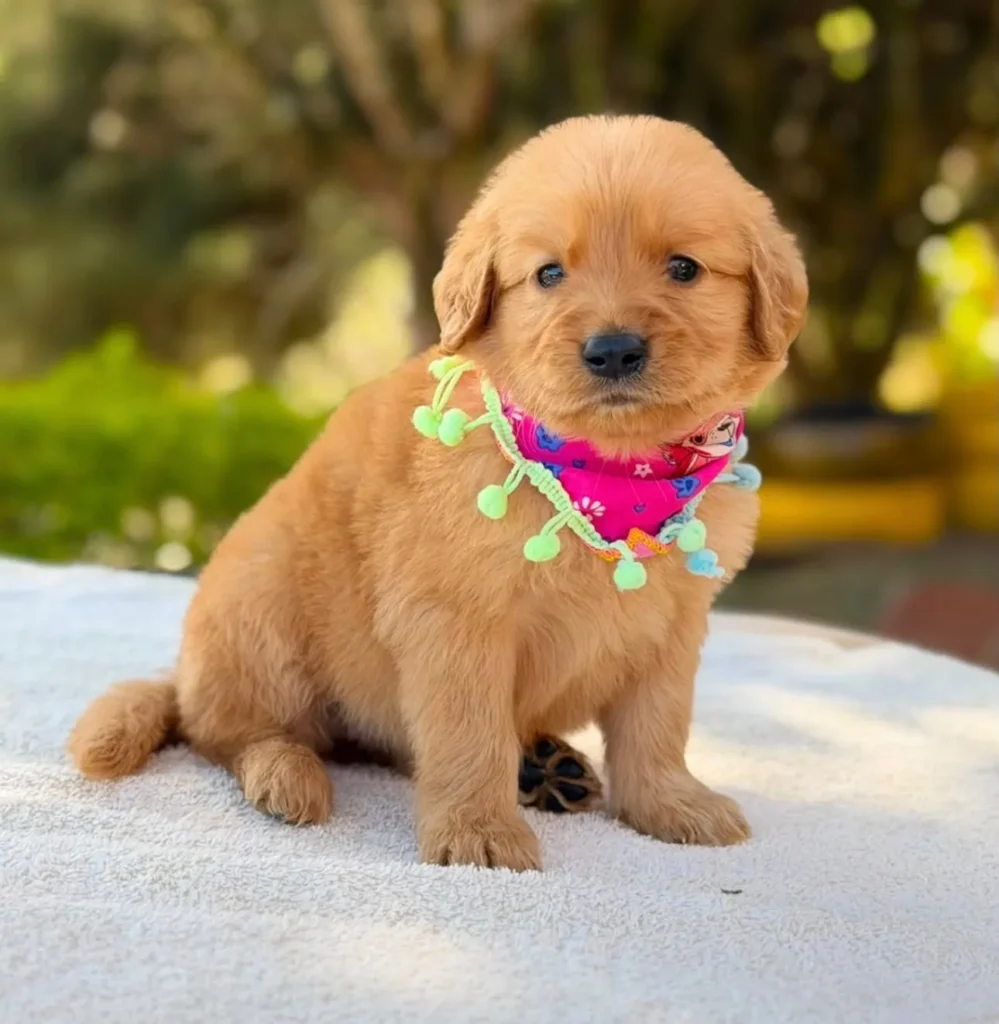 Cachorro Golden Retriever tono oscuro con pañoleta rosada
