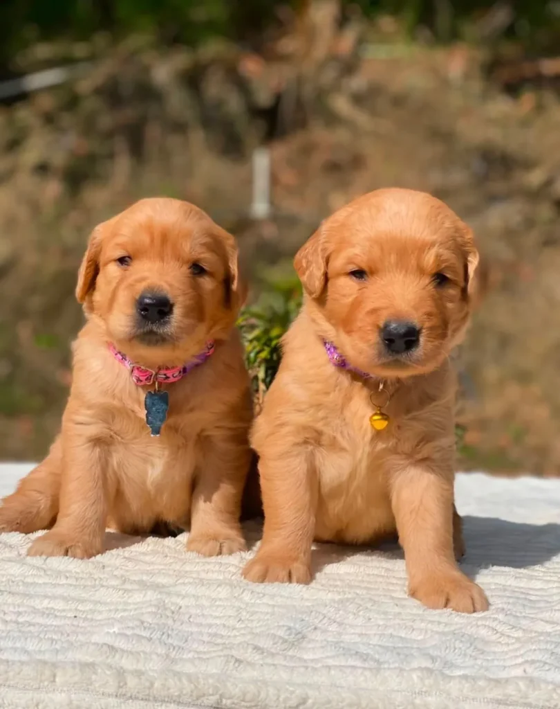 Dos cachorros Golden Retriever tono oscuro sentados juntos